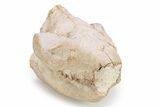 Fossil Oreodont (Merycoidodon) Skull - South Dakota #249244-3